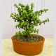 Bonsai in a decorated clay pot with a card - send PLANTS to bogota colombia