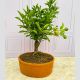 Bonsai Orange Tree in Pot - send plants to colombia