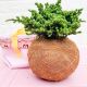 Pine Bonsai using the Kokedama technique