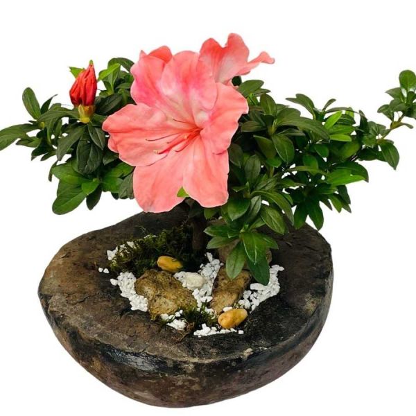 Reproducir Etna paso Bonsai Biflora- Enchanting Mother